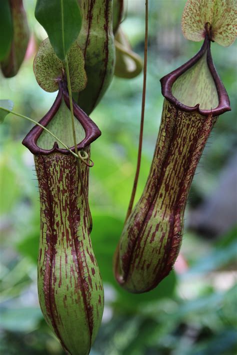 Nepenthes (Tropical Pitcher Plant) - Plant Profile - Oxley Nursery, Brisbane