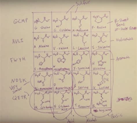 MCAT biochemistry amino acids pneumonic Flashcards | Quizlet