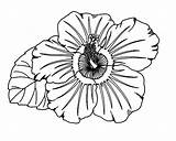 Hibiscus Flower Coloring Page sketch template