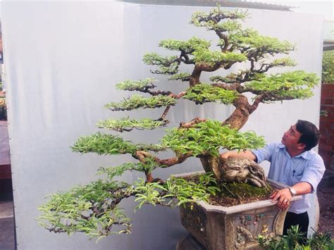 Cây me bonsai cực đẹp giá từ 1 triệu-800 triệu, để bàn, sân vườn đều có