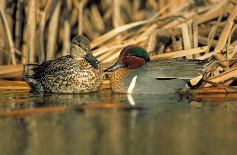 Canadian conservation helps North American ducks hold steady - DUC