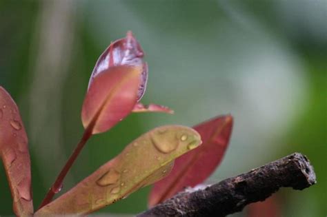 Tambis fruit tree | Fifteen Farmers Coffee Project