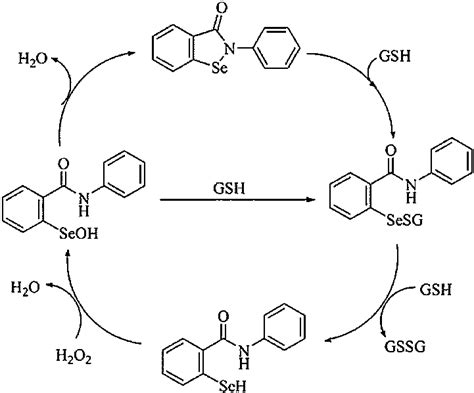 Glutathione peroxidase cycle of ebselen. GSH represent a glutathione... | Download Scientific ...