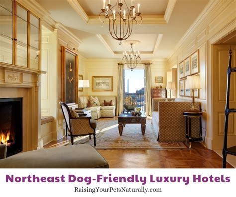 The Best Luxury Pet-Friendly Hotels in the Northeast Region ~ Raising Your Pets Naturally with ...