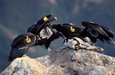 California Condor - Description, Habitat, Image, Diet, and Interesting Facts