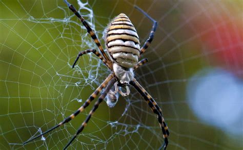 Garden Spider Facts: All You Need To Know About The Spider In Your Backyard - Tarantula Heaven