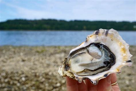 Seafood sleuths go viral to keep B.C. oyster farmers shucking - Sea West News