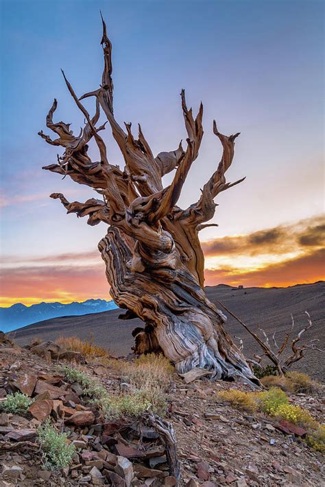 Sunset at the Ancient Bristlecone Pine Forest Photograph by Javier ...