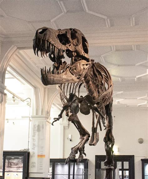 A Dinosaur Skeleton in the National Museum in England Editorial Stock ...