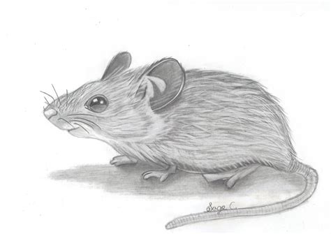 21+ Realistic Mouse Drawing - RegannZephan