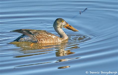 8401 Female Northern Shoveler (Anas chypeata), Bosque del Apache, NM - Dennis Skogsbergh ...