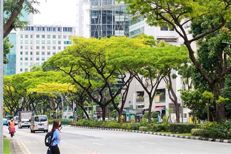 Iconic Trees in Singapore’s Civic District