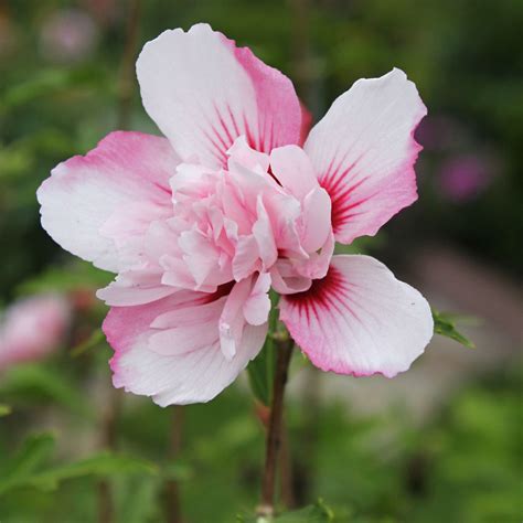 Hibiscus syriacus