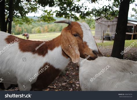 Friendly Boer Goat Farm Stock Photo (Edit Now) 430674274