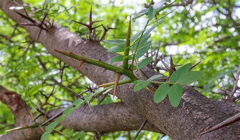 10 Trees With Spikes On Their Trunks - Crate and Basket