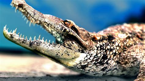 Crocodile Sharp Teeth | Full HD Desktop Wallpapers 1080p