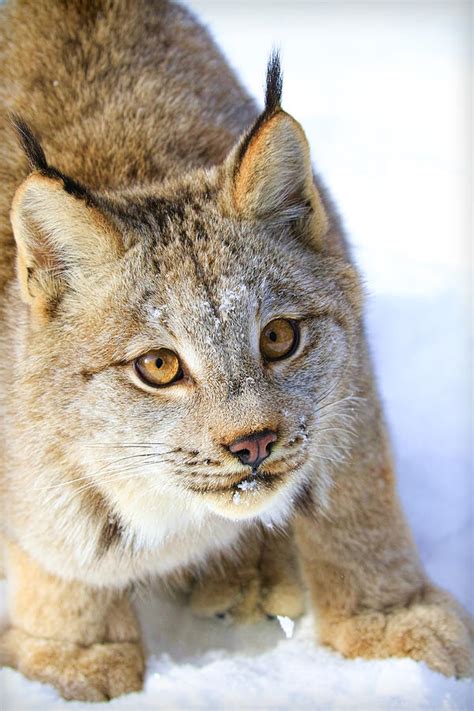 Lynx Close Up Photograph by Steve McKinzie - Fine Art America