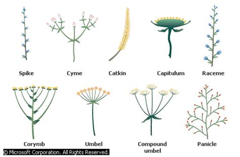 Inflorescence and its Types | Botanica, Ilustraciones botanicas ...