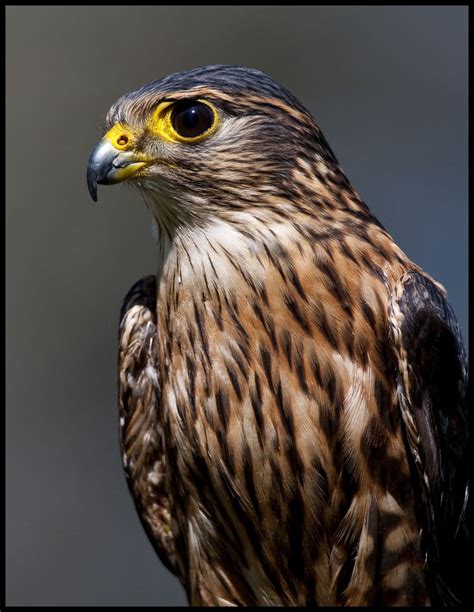 Merlin Falcon 7 | Merlin bird, Birds of prey, Zoo photos