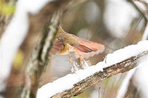 1 Cardinal/Snow - Birding, PI