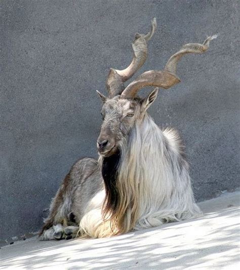 Interesting Facts about Markhor Goat | Interesting Facts