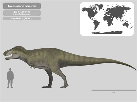 Perfil Tyrannosaurus mcraensis by PaleoHistoric on DeviantArt