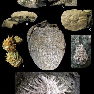 (PDF) Fossil Brachyura