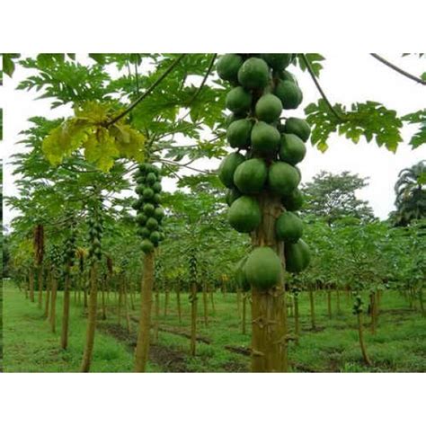 Carica Papaya Seeds (Pawpaw Seeds, Fruta Bomba Seeds, Lechosa, Milikana)