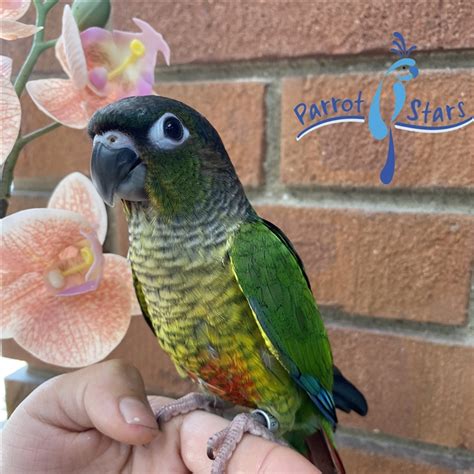 Baby Green Cheek Conure For Sale