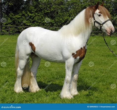 Horse stock image. Image of mane, still, leather, skewbald - 58969833