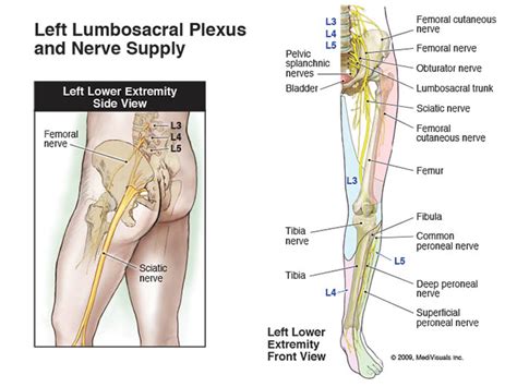 Left Lumbosacral Plexus and Nerve Supply - Medivisuals Inc.