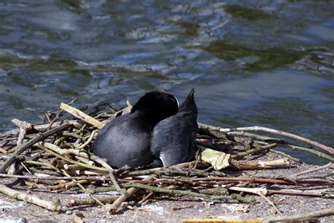 25.3.21 Nesting coots and other birds at Platt Fields 44 | Flickr