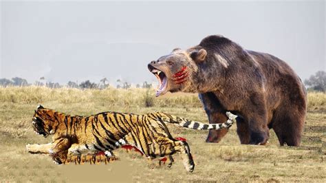 Tiger and sloth Bear fight, Tiger hungting Bear to Fail, The bear is too strong - YouTube