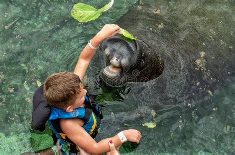 Manatee Feeding Stock Photos - Free & Royalty-Free Stock Photos from ...