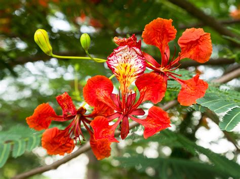 Royal Poinciana Flower Essence | LOTUSWEI