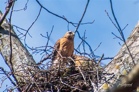 Red-Shouldered Hawks Nesting | These nesting pair thankfully… | Flickr