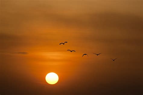 Birds Silhouette during Sunset · Free Stock Photo