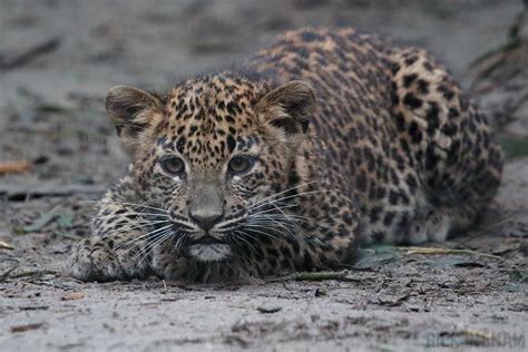 Sri Lankan Leopard Cub - 5th January 2020 - ZooChat