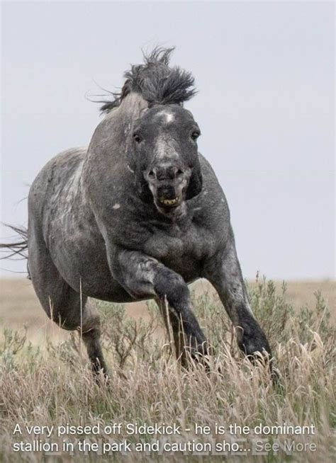 Sidekick - Theodore Roosevelt National Park in North Dakota by Lynn Wallen | Horses, Wild horses ...