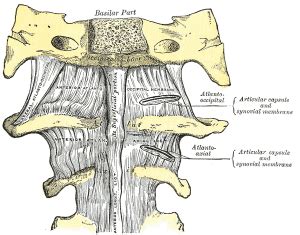 Atlanto-axial joint - Physiopedia