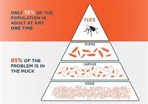 An effective fly control campaign is essential - Interhatch