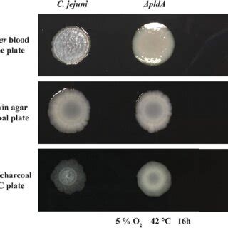 DOC modified C. jejuni wild-type colony morphology on Campylobacter ...