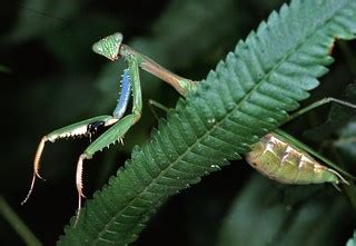 Green Mantis (Polyspilota sp.) | Korup NP, CAMEROON | Bernard DUPONT ...