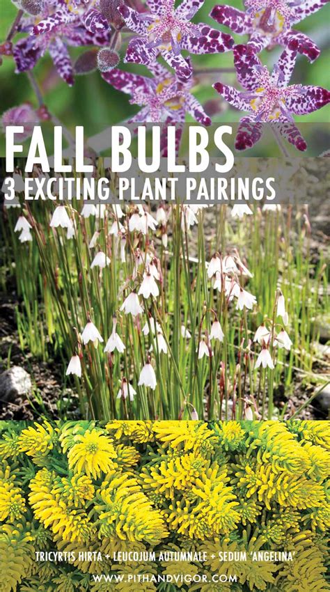 Fall Blooming Bulbs - 3 Ideas for Exciting Autumn Plant Pairings | PITH + VIGOR