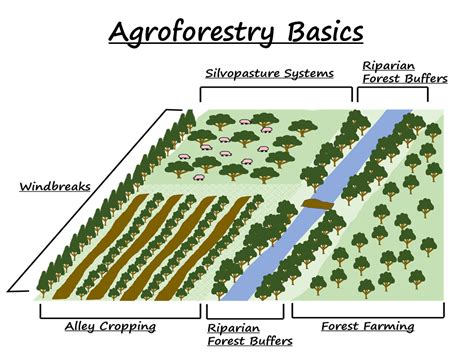 Agroforestry: A Centuries-Old Farming Technique | by Y.M. Saegusa ...