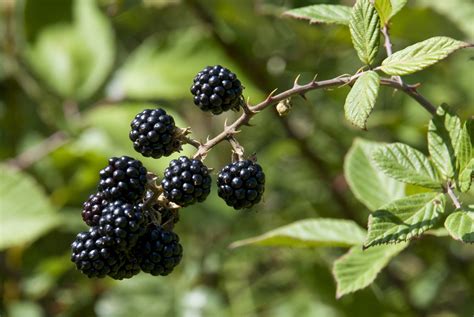 Types of Blackberry Plants - Food Gardening Network