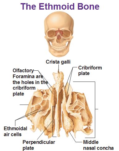 Cribriform Plate In Brain