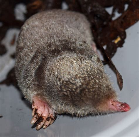 Maryland Biodiversity Project - Eastern Mole (Scalopus aquaticus)