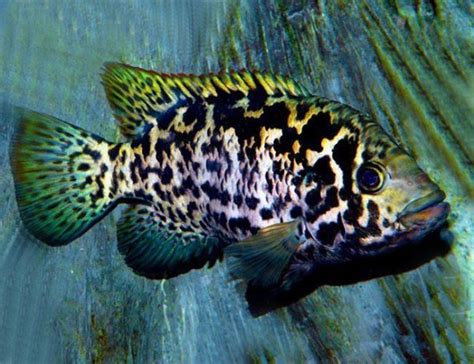 Cuban Cichlid Pond Fish | Arizona Aquatic Gardens