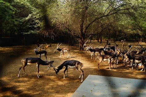 Delhi Zoo Gets A Makeover, Opens For Visitors From April 1 - Timings ...